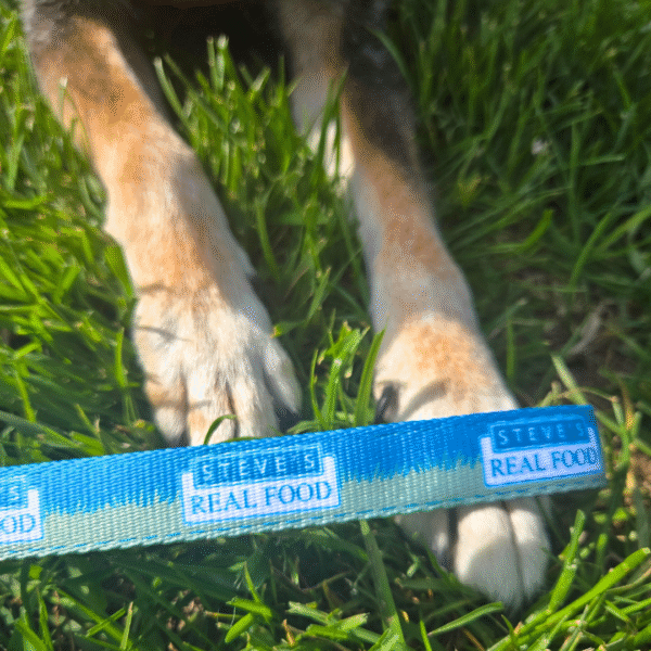 Steves Leash 1