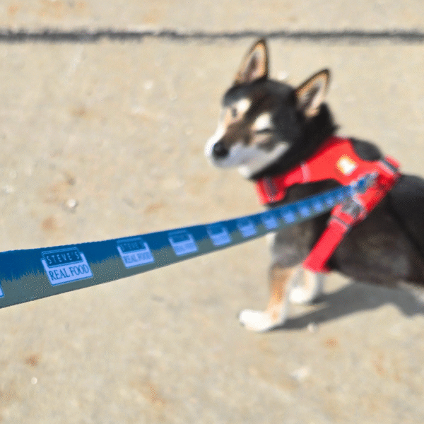 Branded SRF Leash