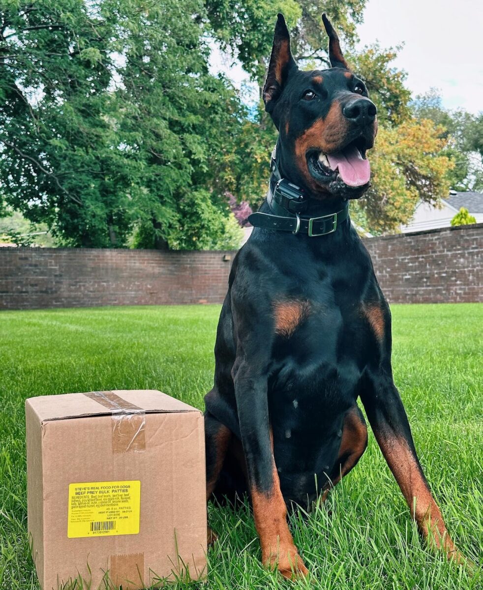 Dog sitting on grass next to box of food