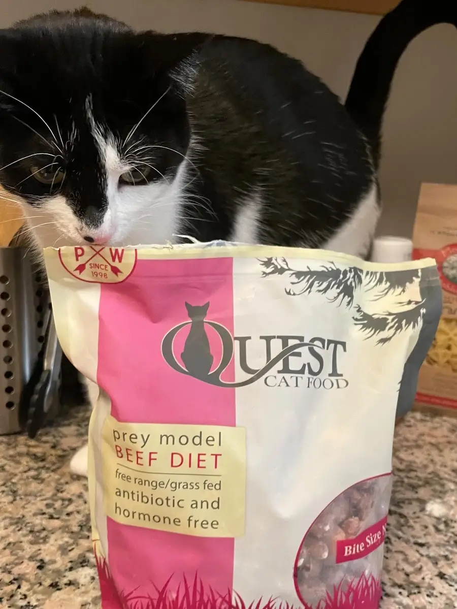 Cat sitting with Quest Cat Food Beef Diet