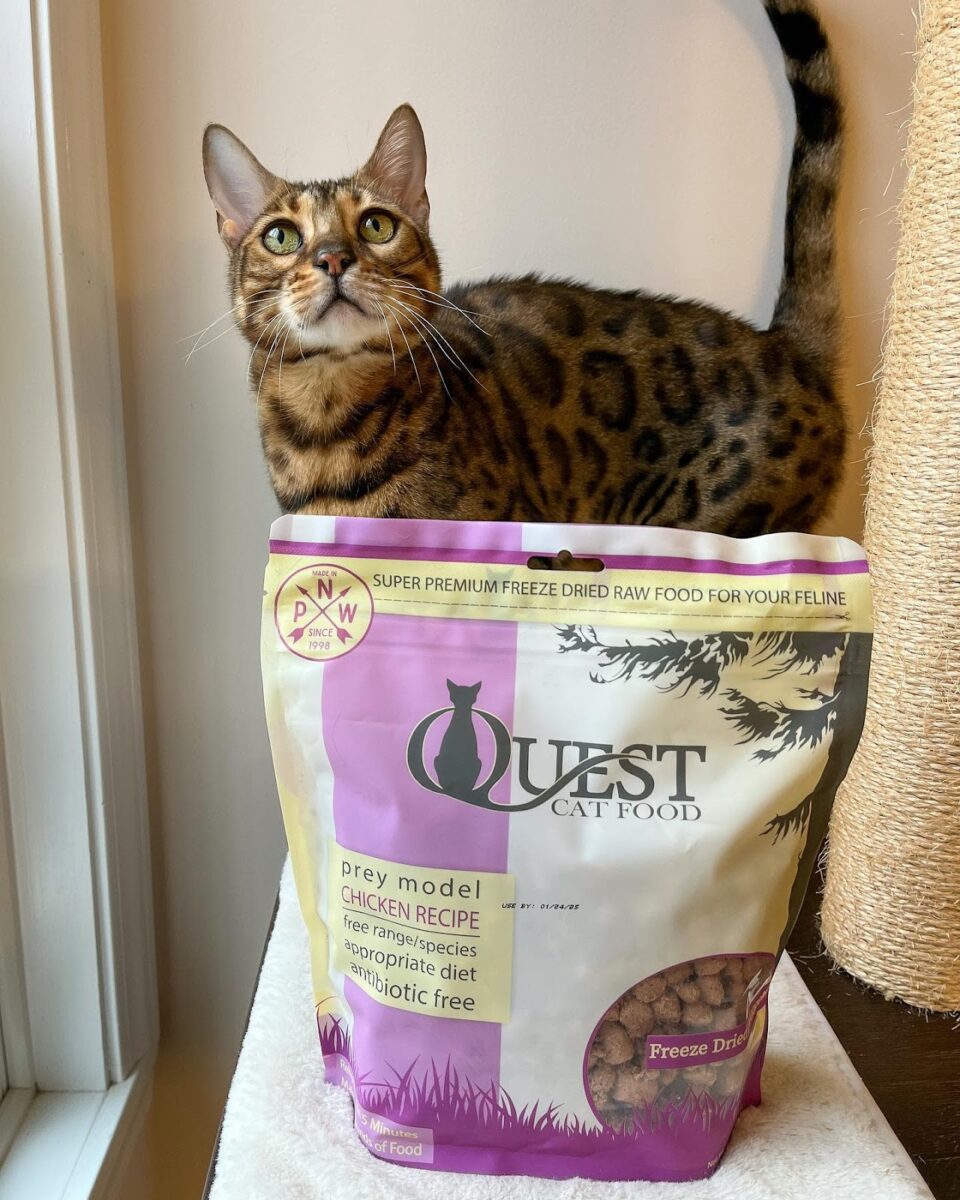 Cat next to Quest Cat Food