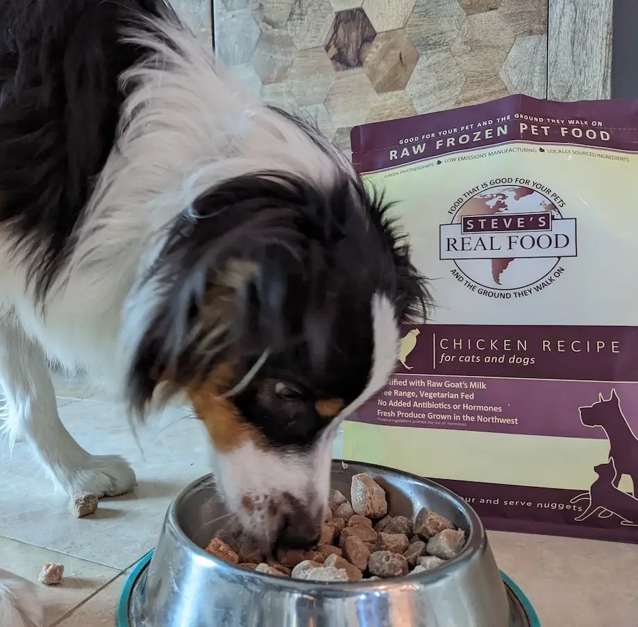 Dog eating from dish in front of bag of Raw Frozen Pet Food Chicken Recipe