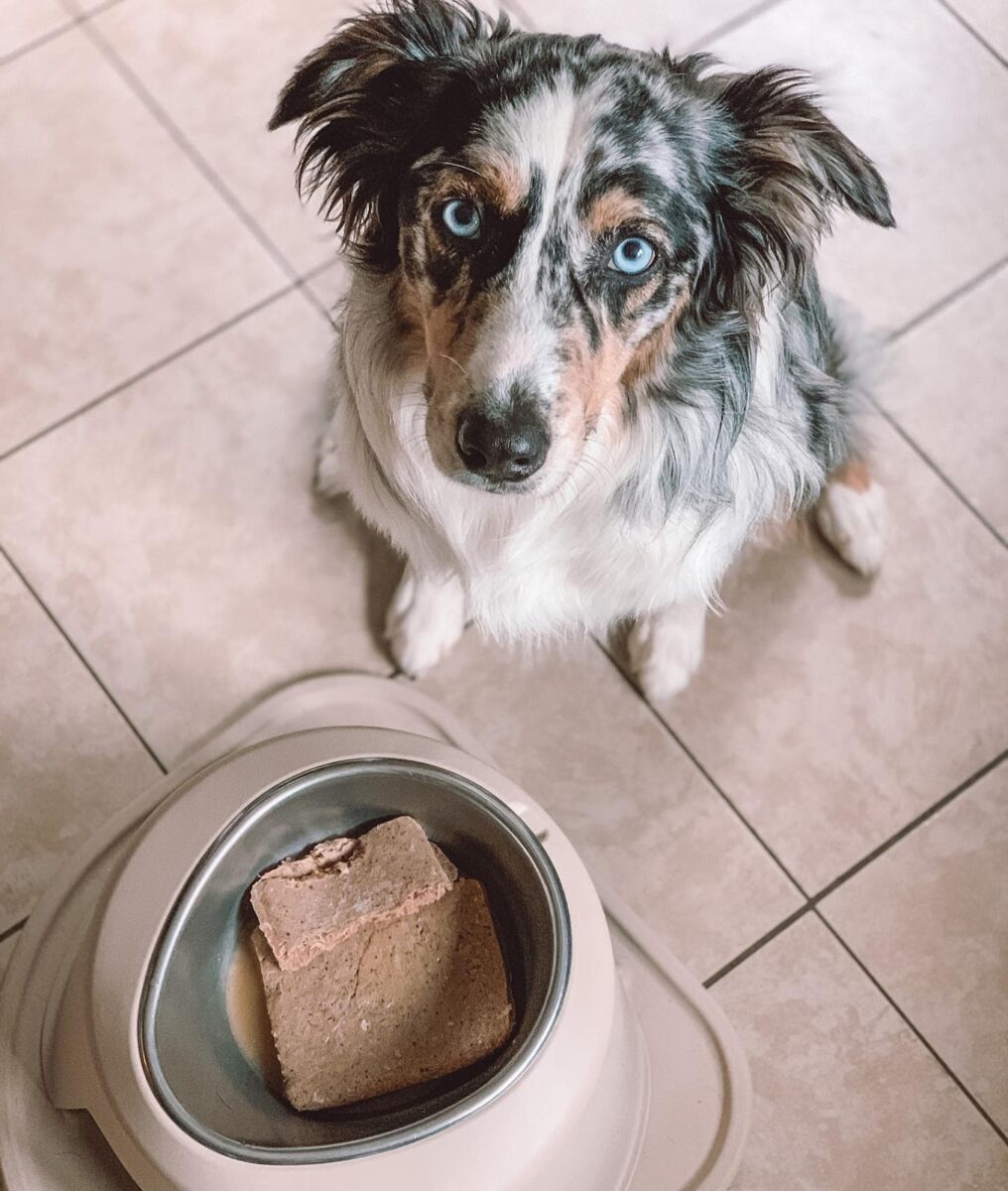 Dog looking at camera with dish of food