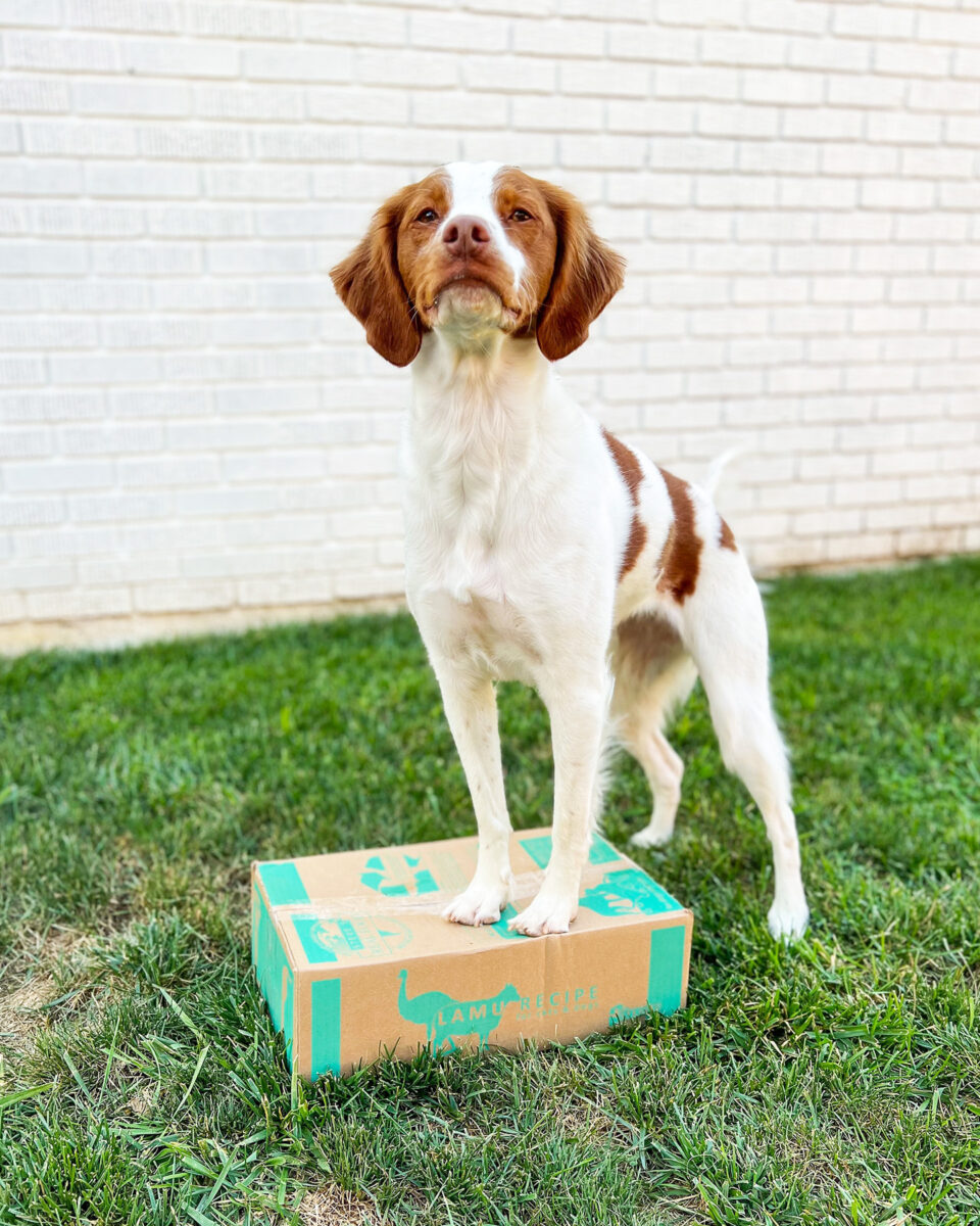 Dog standing on box of food