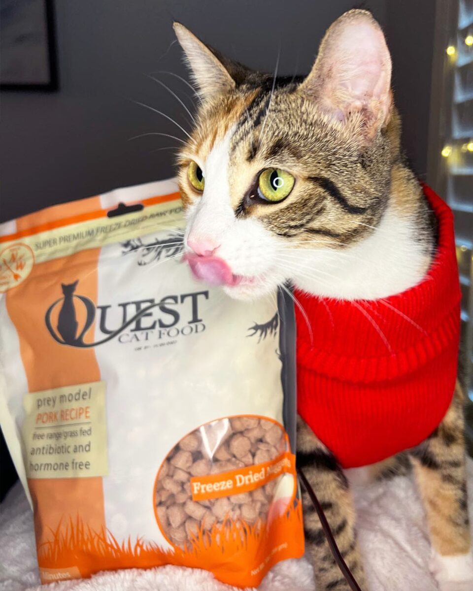 Cat wearing red sweater next to bag of Quest Cat food