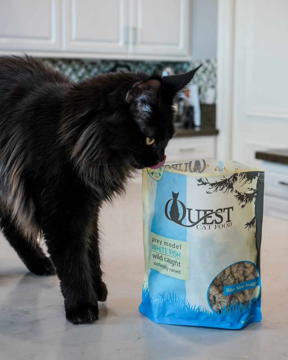 Cat looking at bag of food