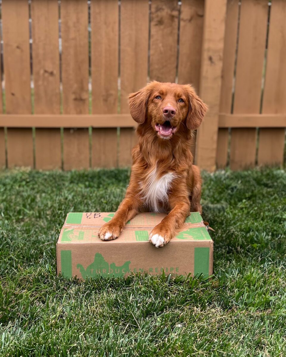 Dog sitting on grass with box of food