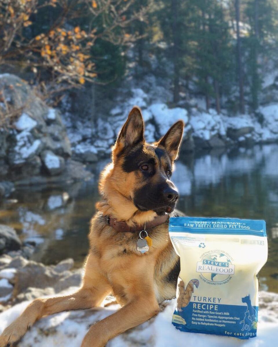 Dog sitting next to lake with bag of food