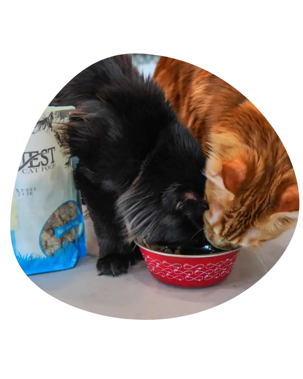 Two cats eating from dish