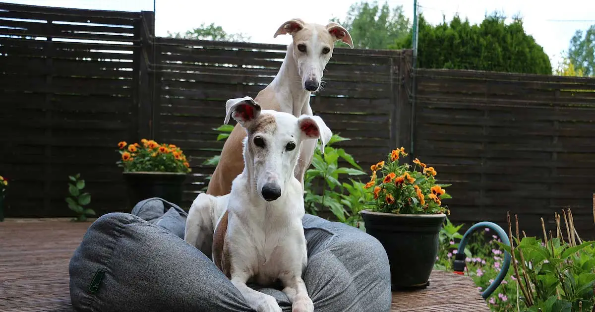 Two Greyhound dogs sitting