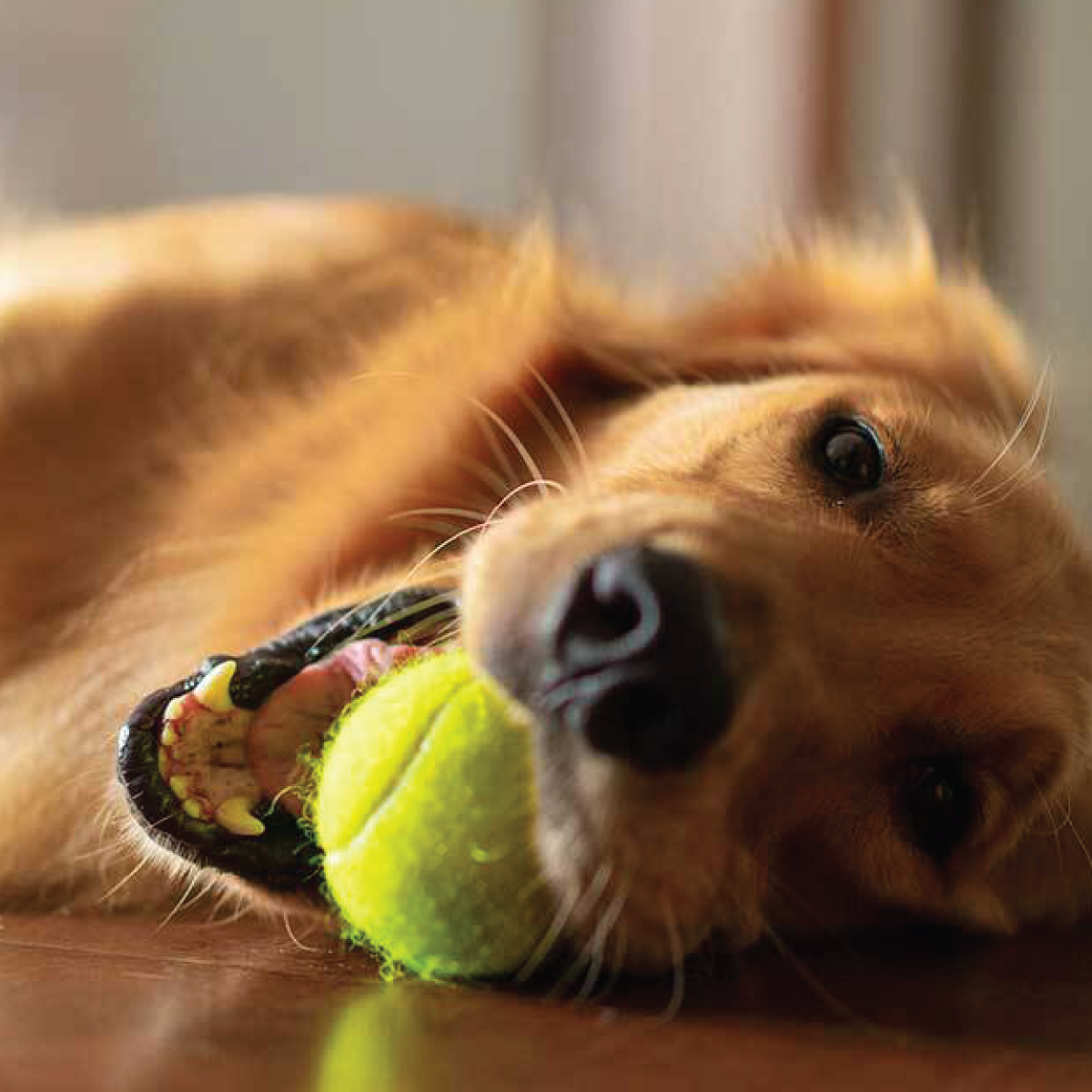 Dog laying on floor with tennis ball in mouth