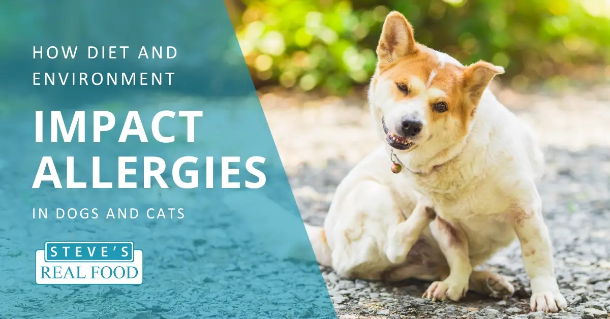 How Diet and Environment Impacts Allergies in Dogs and Cats