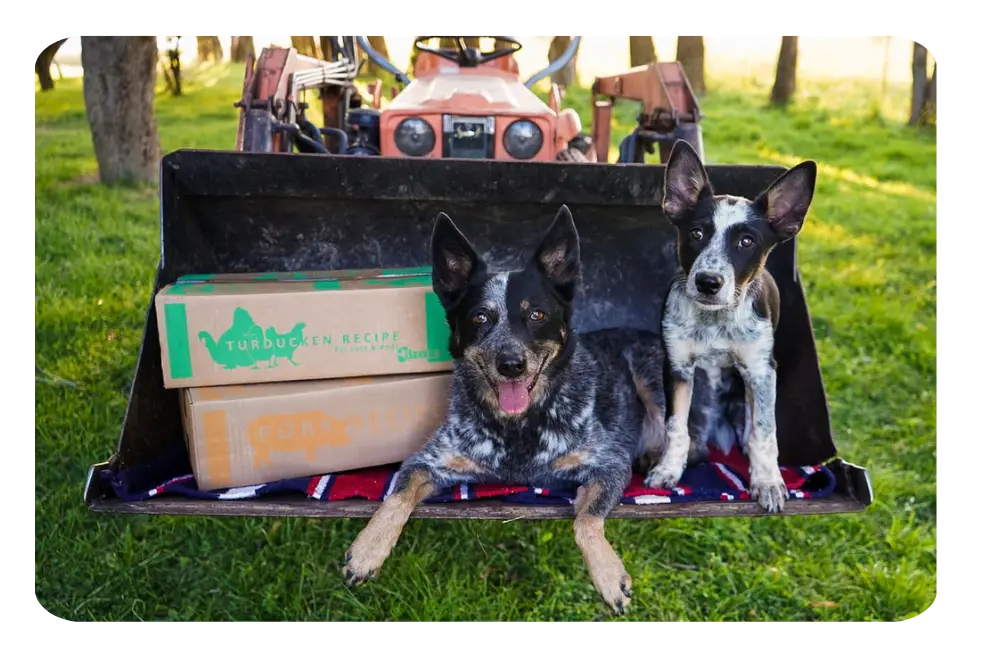 Two dogs sitting in a front loader with two boxes of food