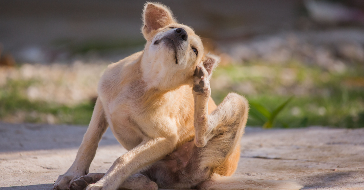 dog stratching itself