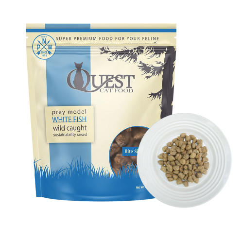 browse frozen cat (1)