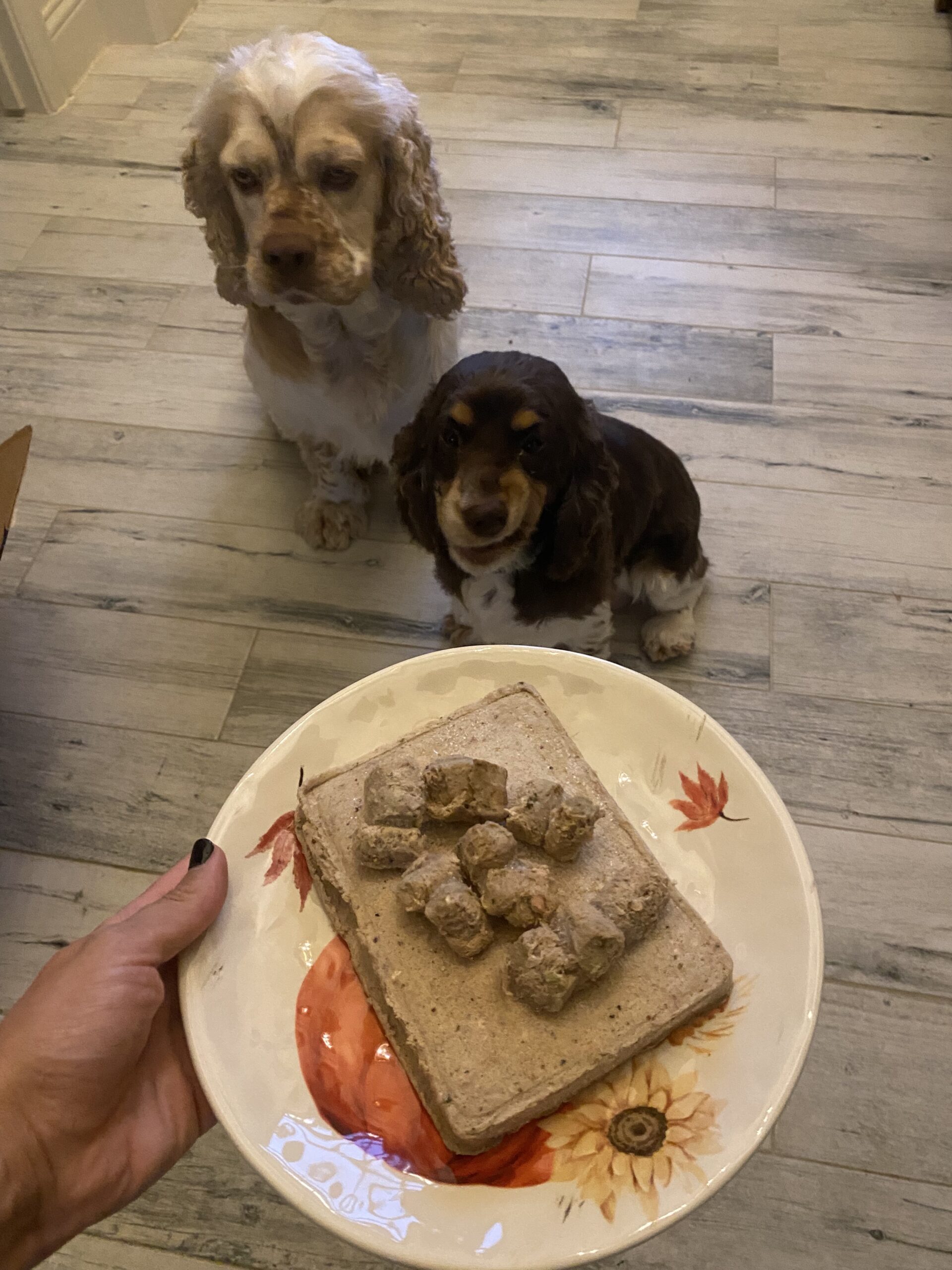 Two dogs waiting for a plate of food