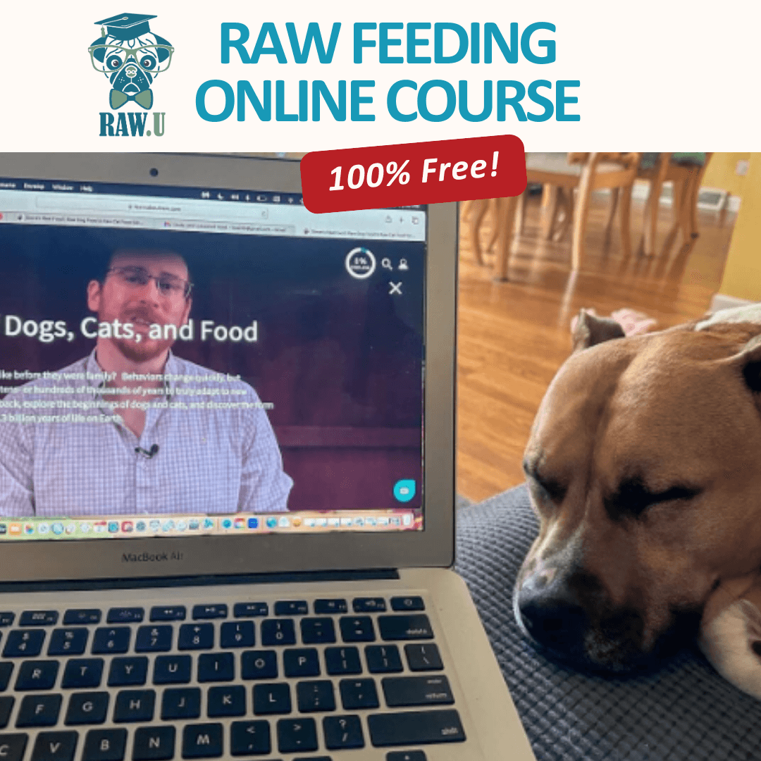 What We Know About Raw Pet Food and Avian Flu | Elementor Hosted Website