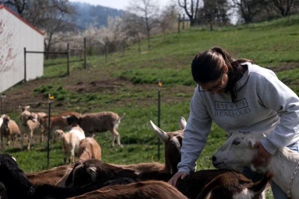 person petting goats on farm