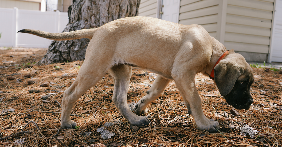 Puppy walking over dried pine needles