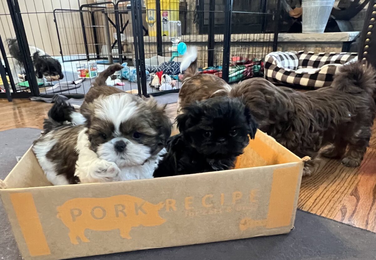 Shitzu puppies in raw dog food box