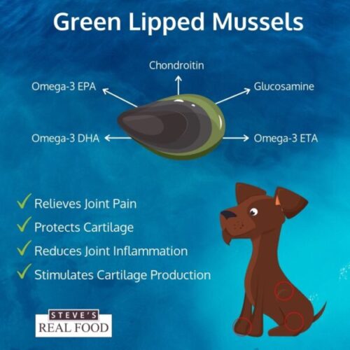 How GreenLipped Mussels Can Help Your Pet with Arthritis Steves Real Food