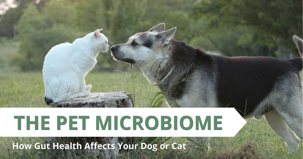 dog and cat with title the pet microbiome