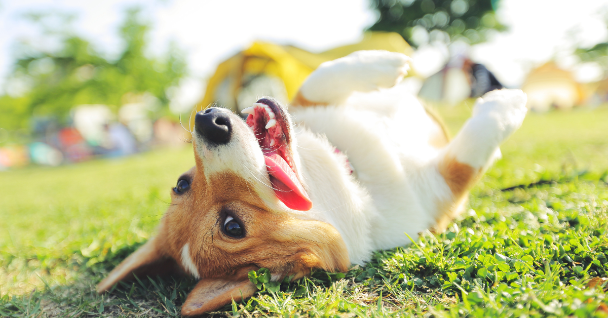 happy dog on back in grass
