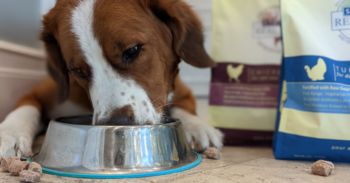 dog eating out of bowl