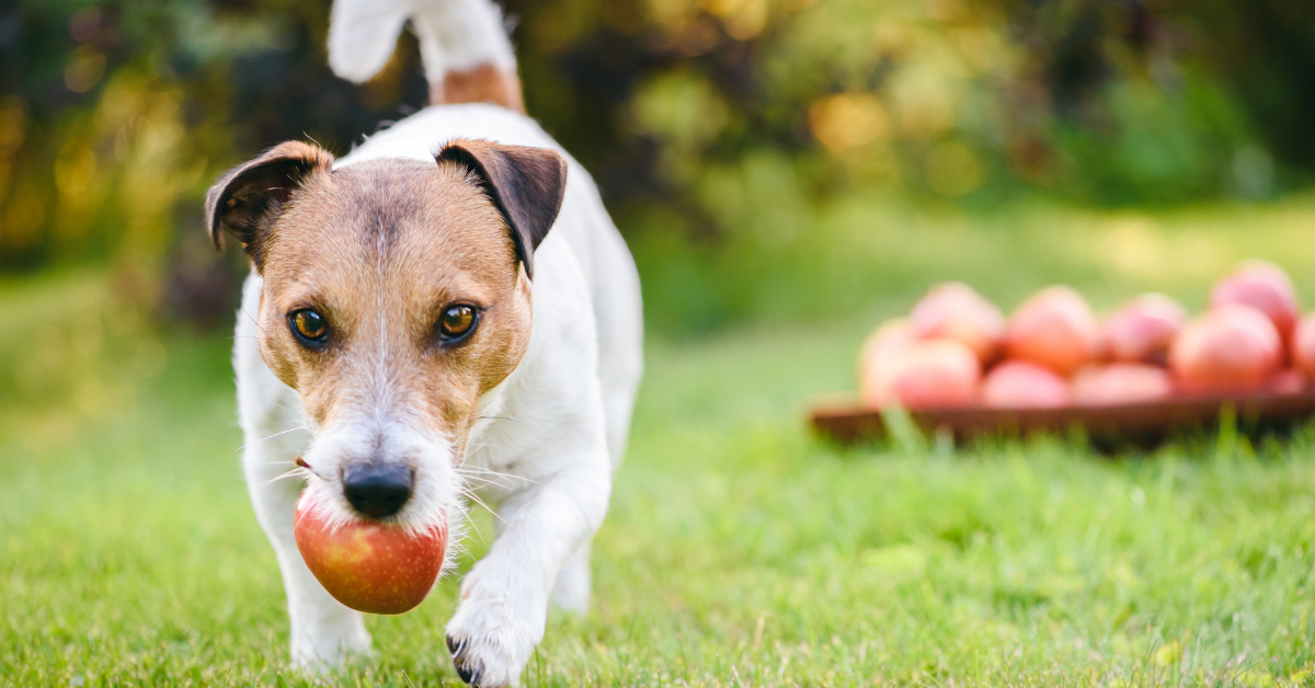 dog walking holding apple in mouth