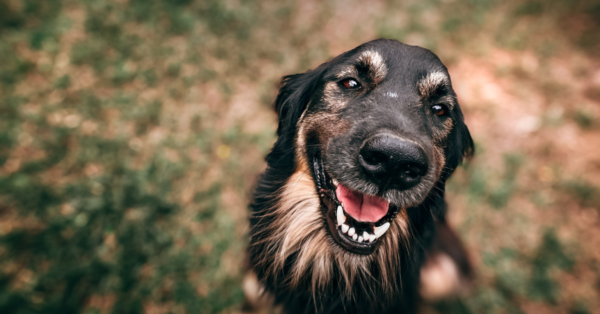 dog smiling