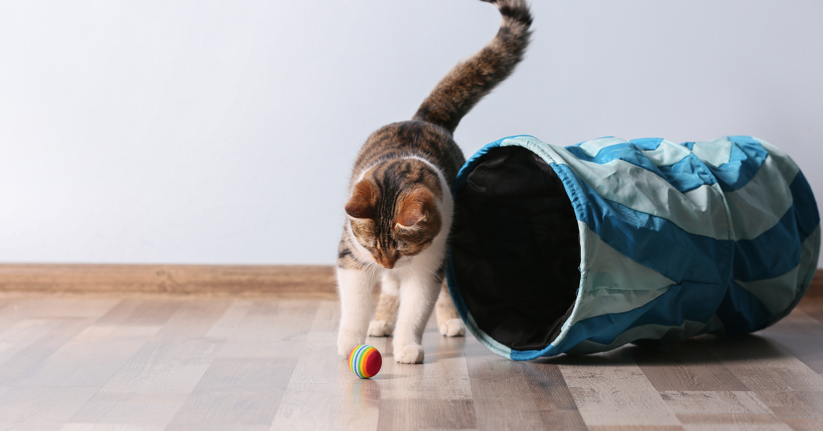 cat playing with ball