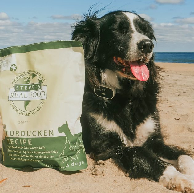 dog sitting on beach