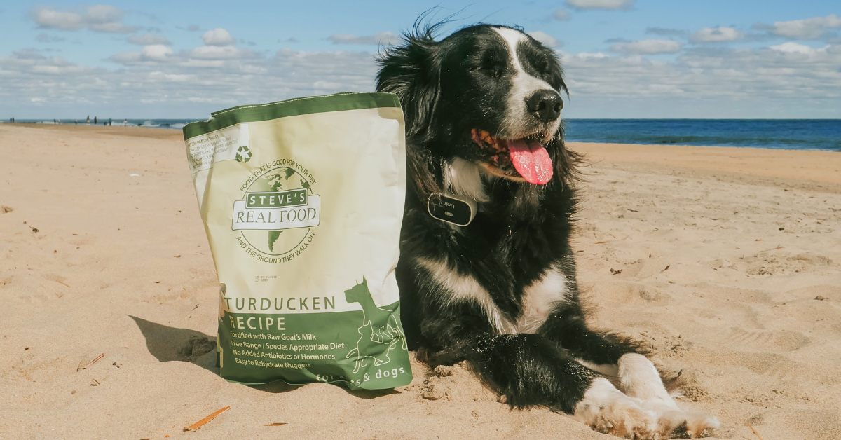 dog sitting on beach