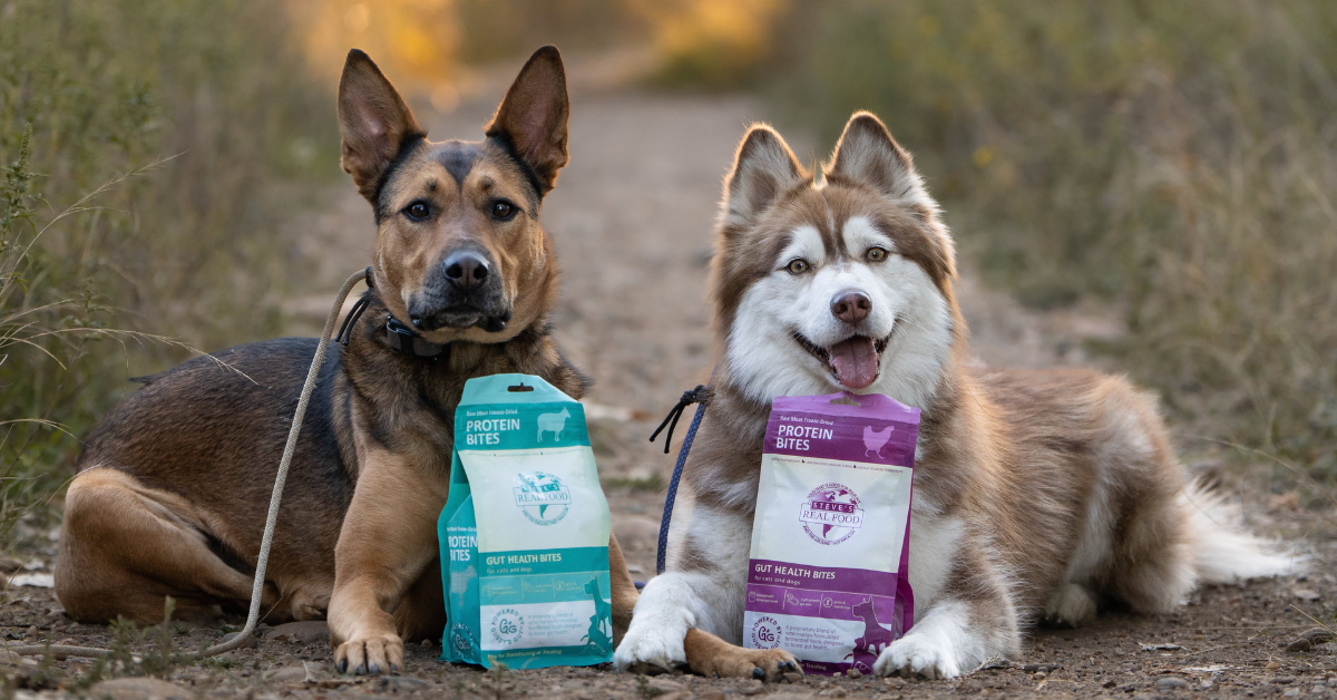 two dogs laying in a dirt trail