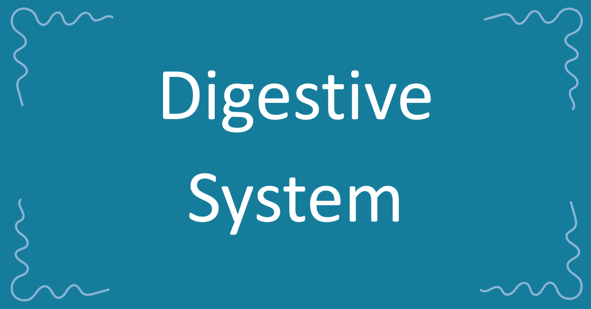 Digestive System