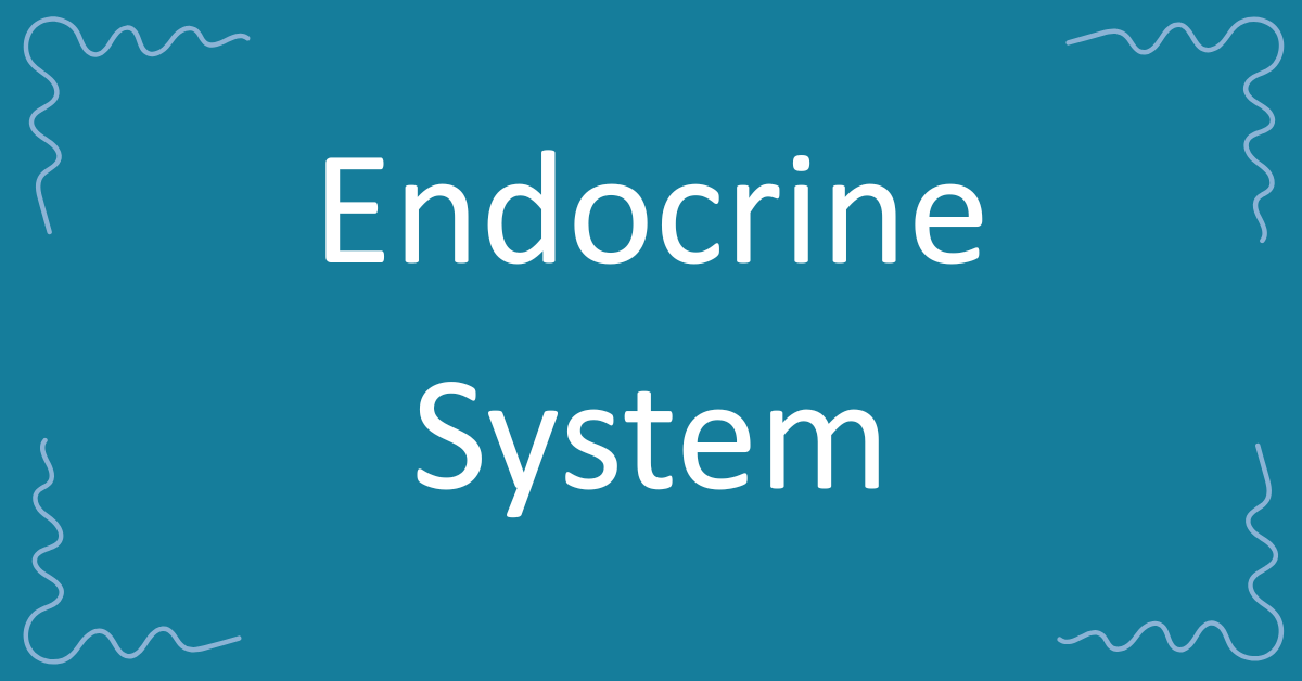 Endocrine System