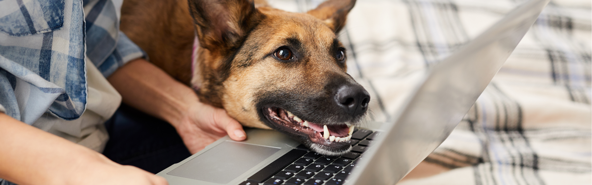 german shepherd looking at laptop