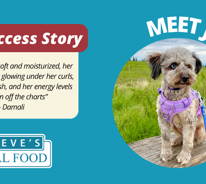 Dog in grass with success story snippet