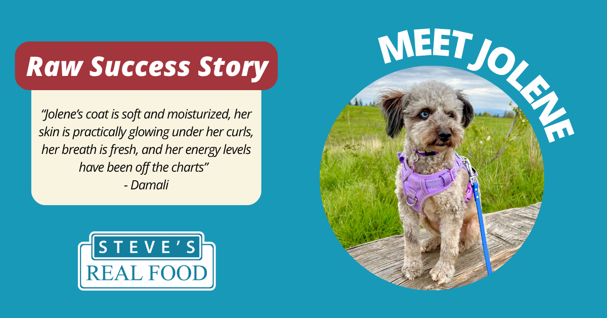 Dog in grass with success story snippet