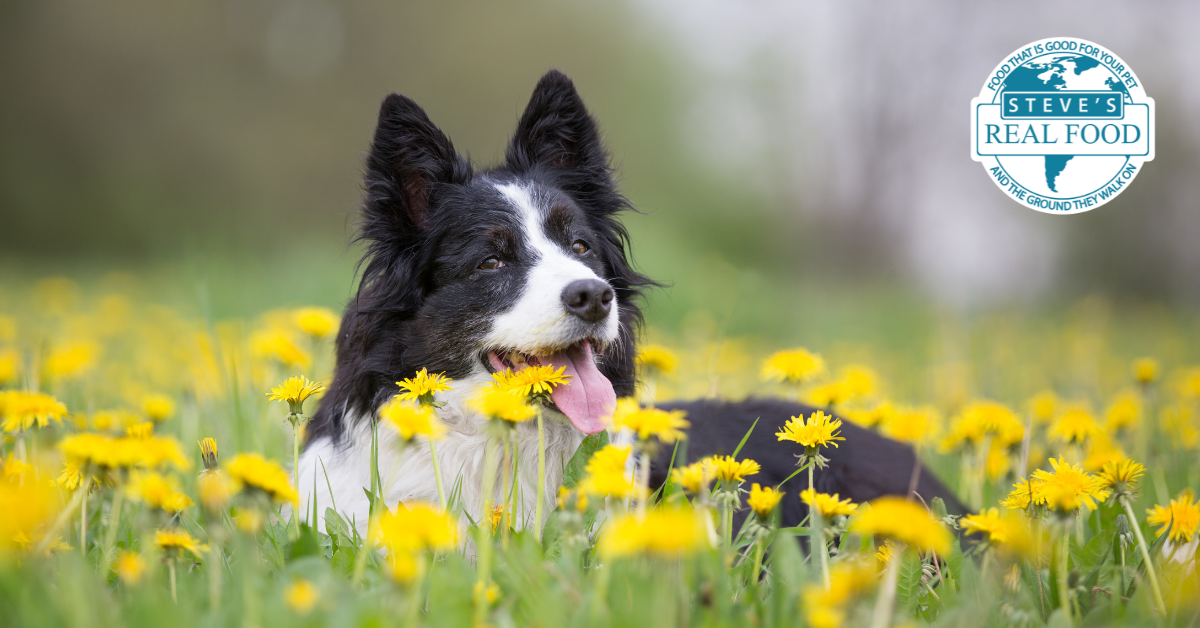 Black and white dog laying in flower field