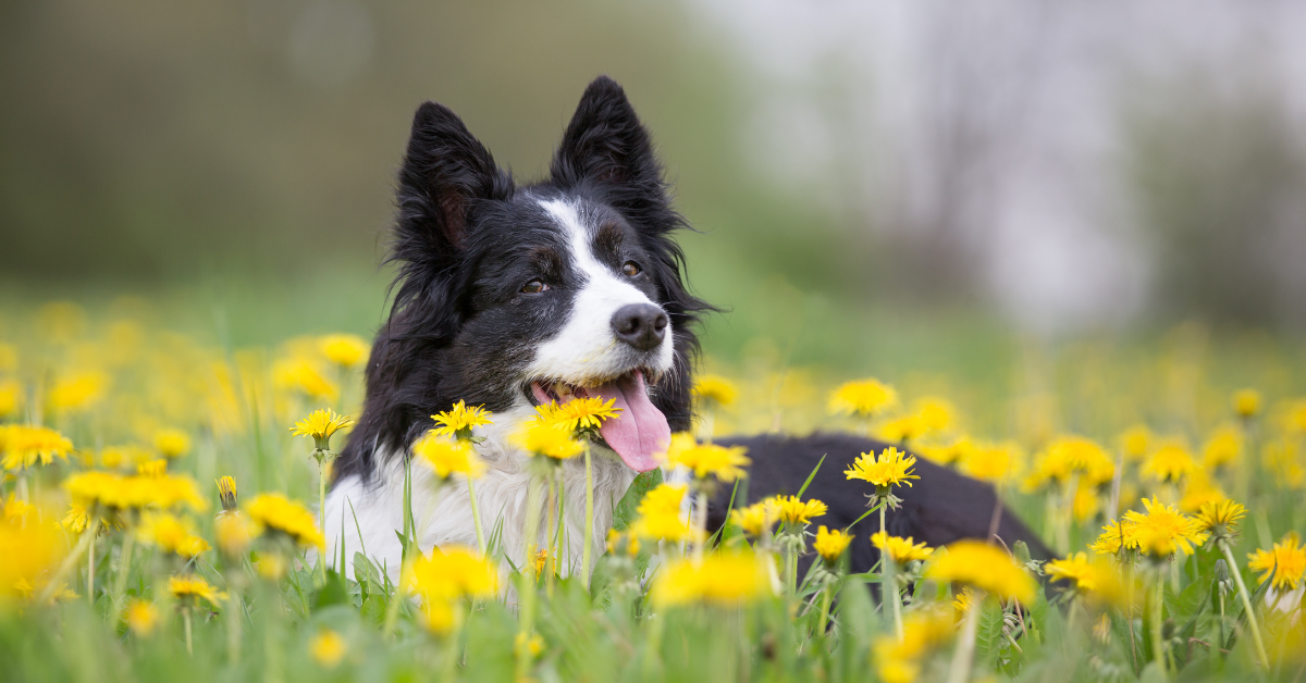 dog sitting in field of flowers