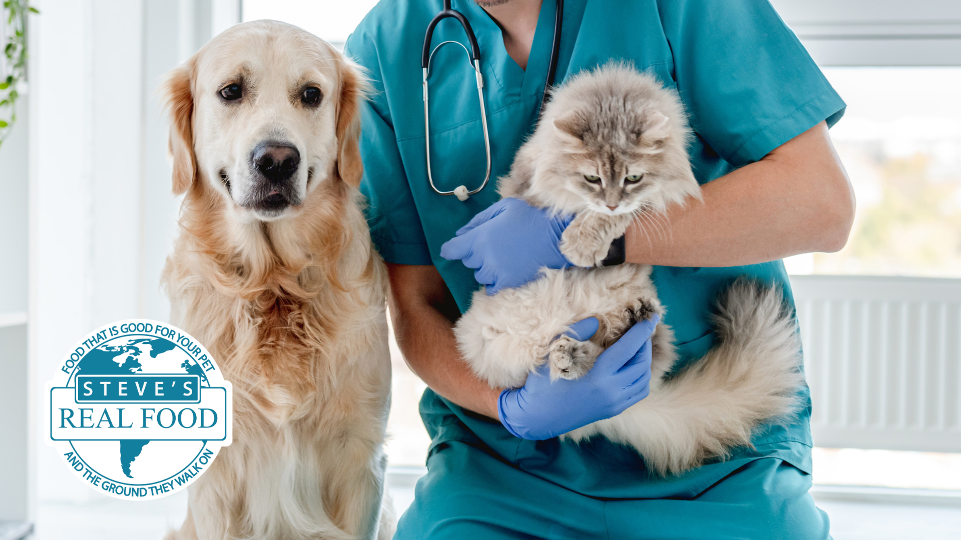 Why Some Vets Do Not Promote a Raw Diet