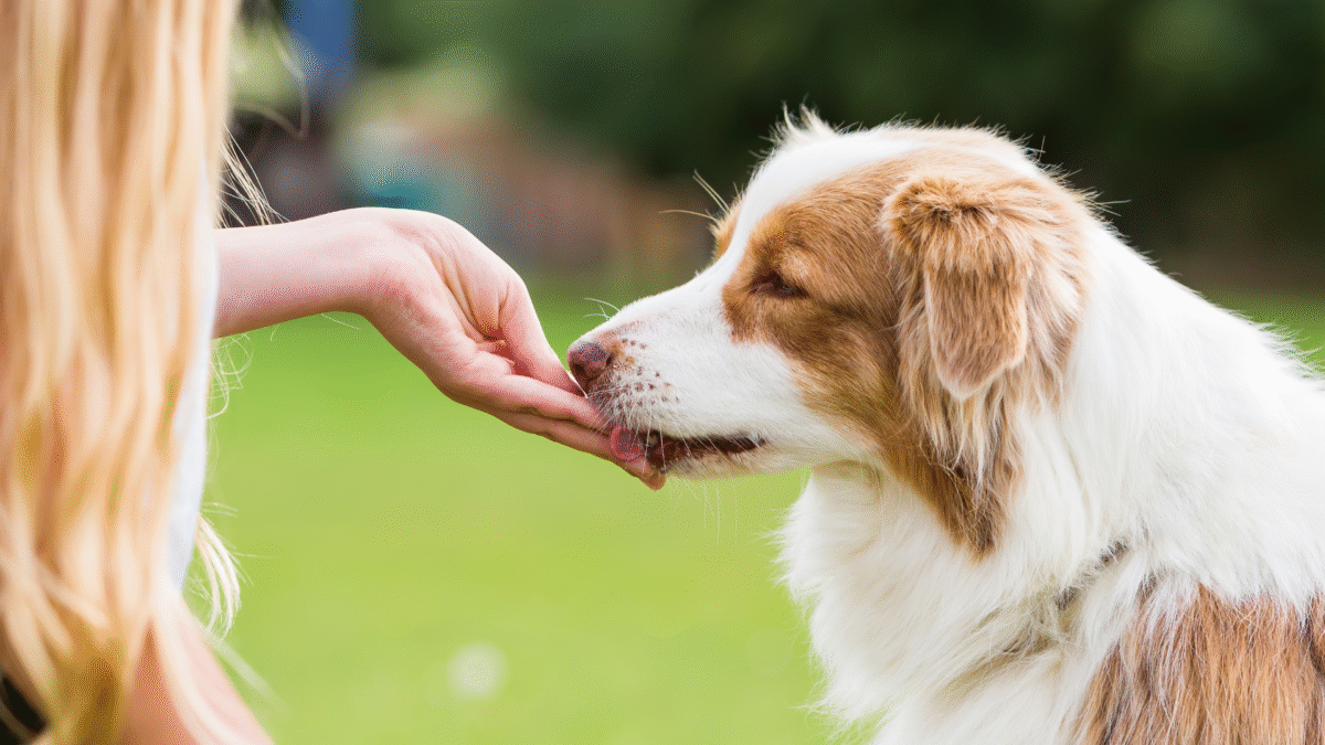 Healthy Dog TREAT