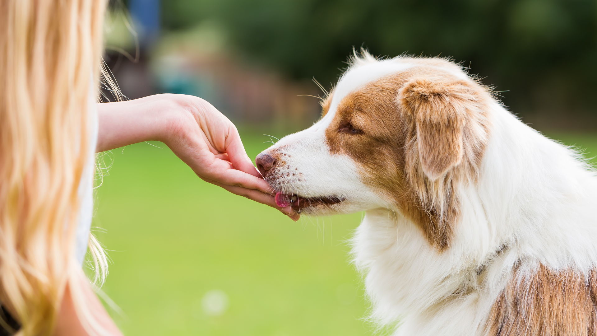 Healthy Dog TREAT
