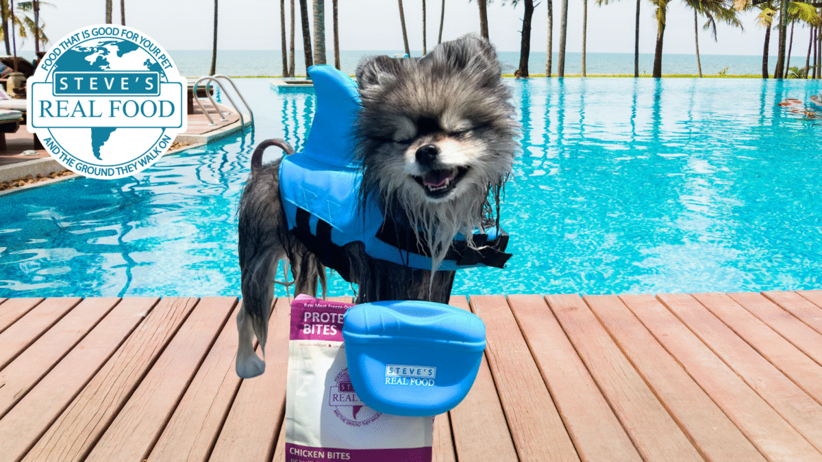 Swimming Dog