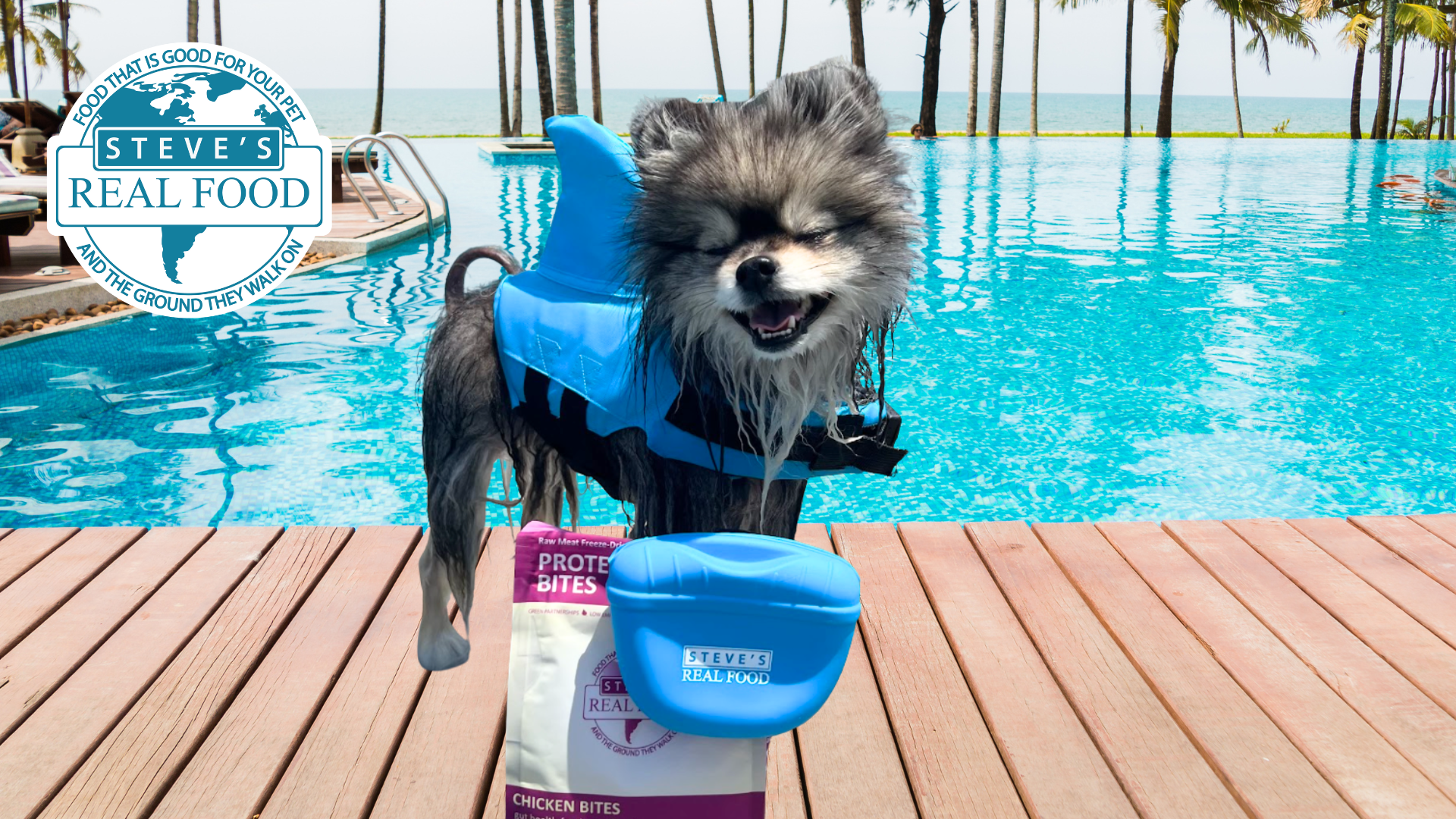 Swimming Dog