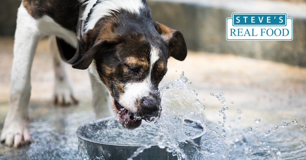 dog drinking water from a bowl