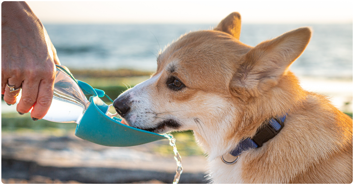 dog drinking water on the beach