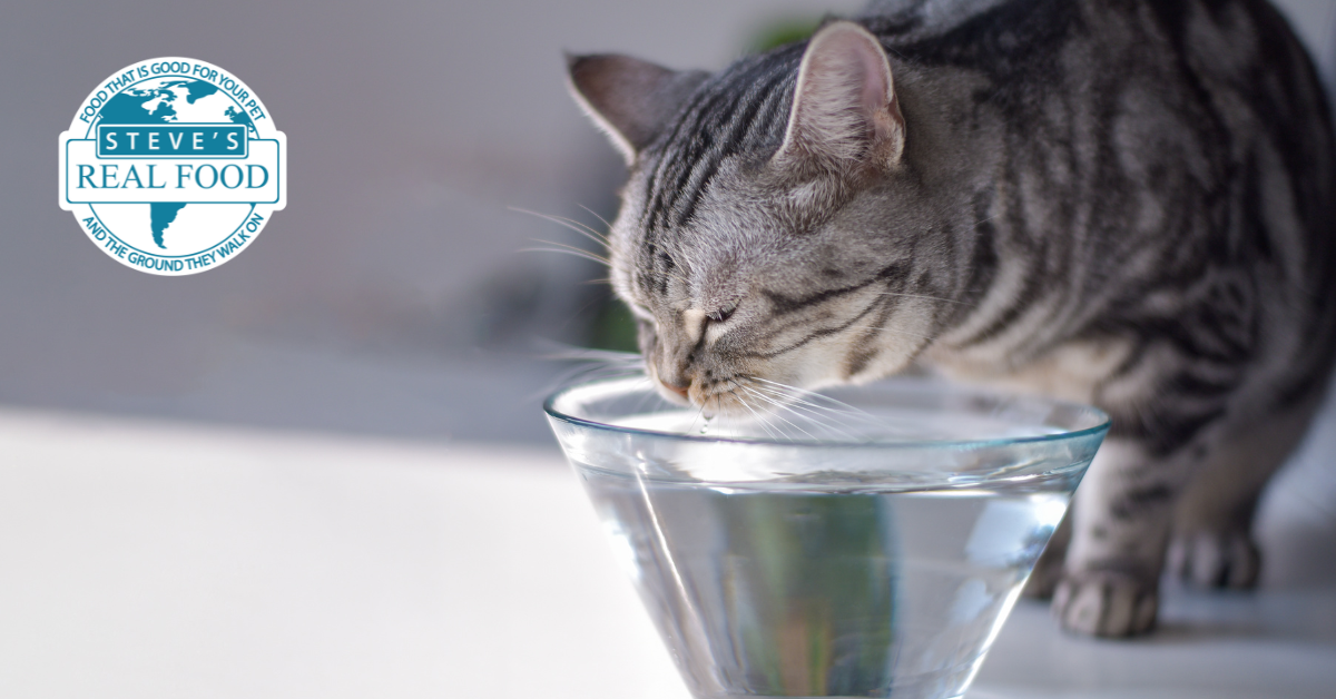 cat drinking water from a glass bowl