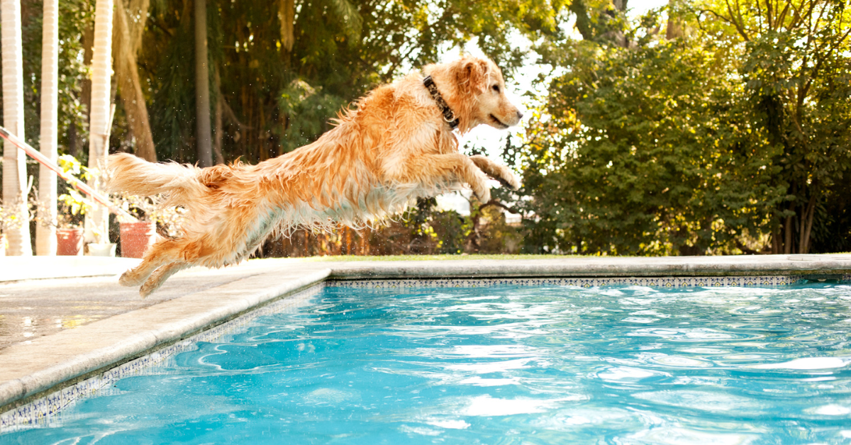 golden retriever jumping into pool